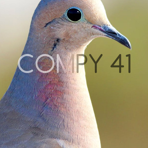 Compy 41